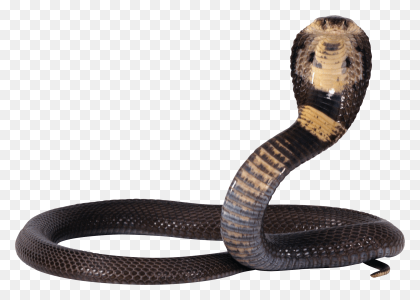 1810x1255 Viper Snake Cobra Snake, Reptile, Animal HD PNG Download
