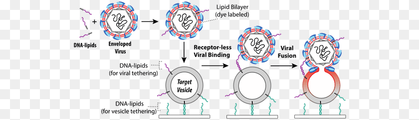 Virus U0026 Vesicle Fusion Boxer Lab Circle, Text Clipart PNG