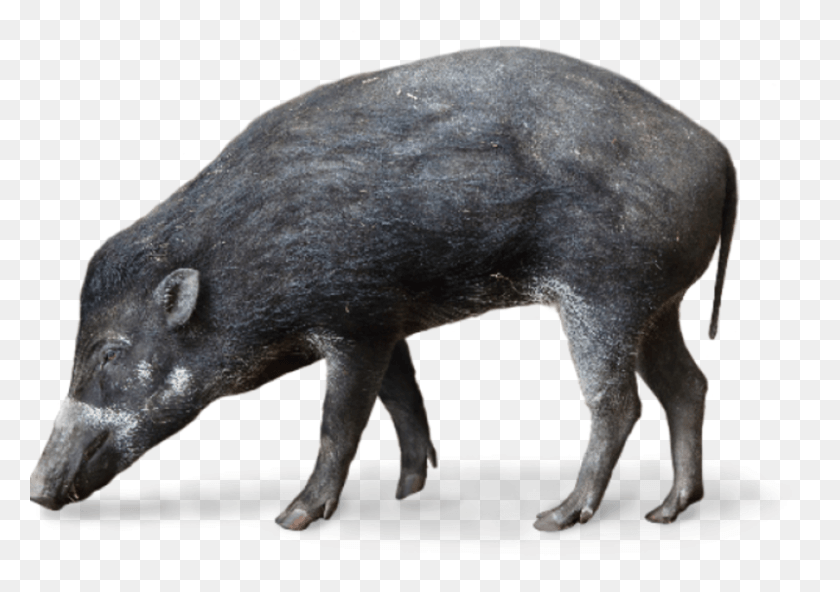 800x546 Visayan Warty Pig Visaya Pustelschwein, Hog, Mammal, Animal HD PNG Download