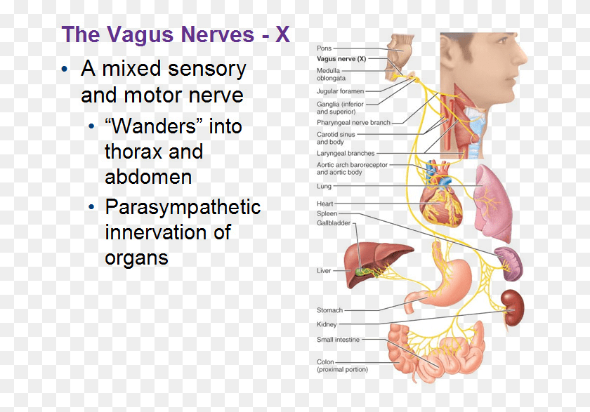 681x527 Visceral Supply Motor Component Of Vagus Nerve, Person, Human, Text HD PNG Download