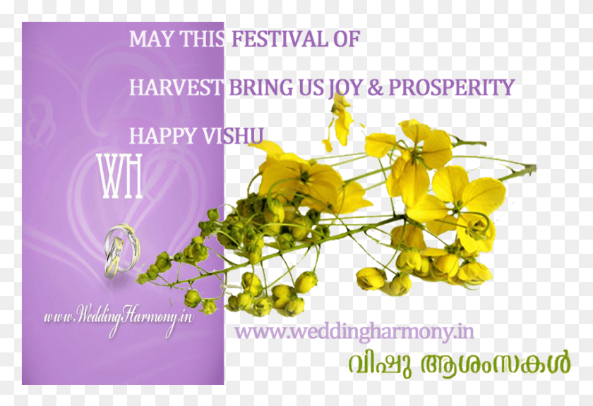 849x562 Vishu Wishes Happy Vishu In Advance, Plant, Flower, Blossom HD PNG Download