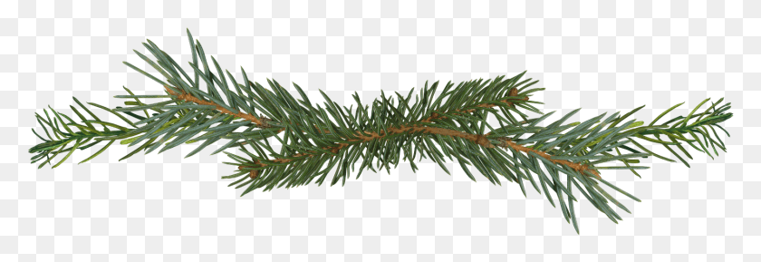 1454x427 Visit Pine Tree Branch, Tree, Plant, Conifer HD PNG Download