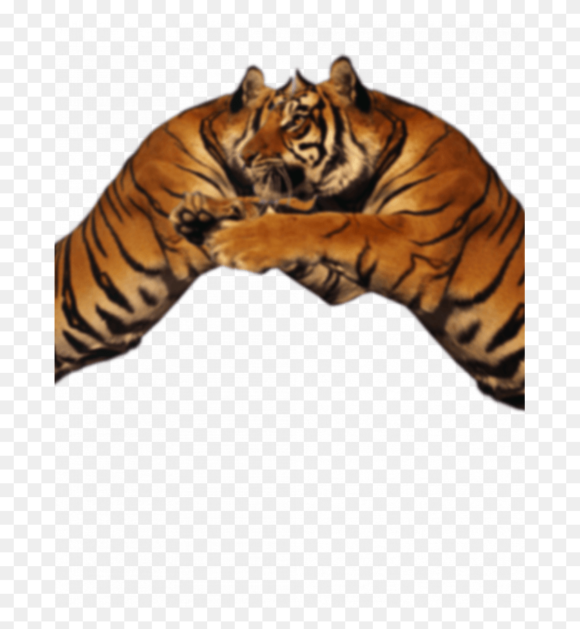 681x851 Визуальный Тигр Маска Для Лица Редактирование Фона И Тигр, Дикая Природа, Млекопитающее, Животное Hd Png Скачать