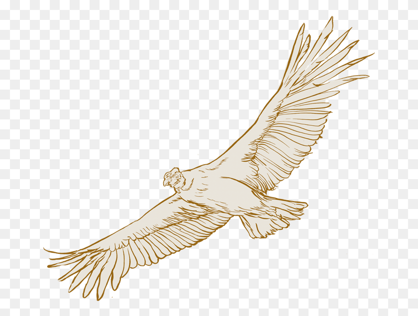 669x575 Volar Al Gigantesco Cndor Al Cual Si Se Le Ve Con Condor Dorado, Bird, Animal, Flying HD PNG Download