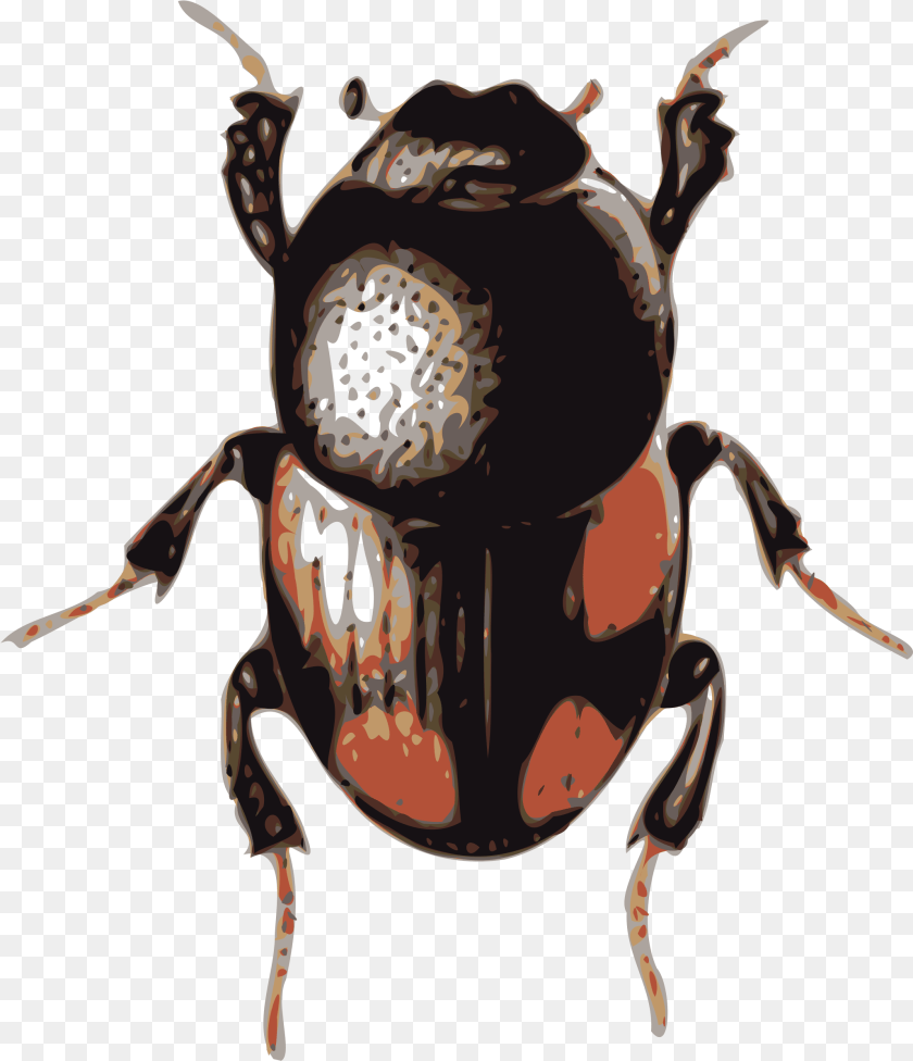 2057x2391 Volkswagen Beetle Clip Art Beetle Clipart, Animal, Dung Beetle, Insect, Invertebrate PNG