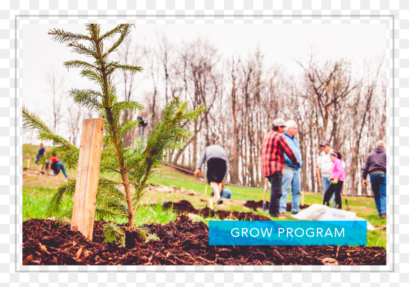 1455x987 Volunteers Celebrate Earth Day By Planting Trees Lodgepole Pine, Person, Outdoors, Tree HD PNG Download