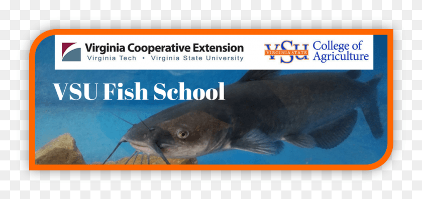947x410 Vsu Fish School Image Virginia State University, Animal, Carp, Sturgeon HD PNG Download