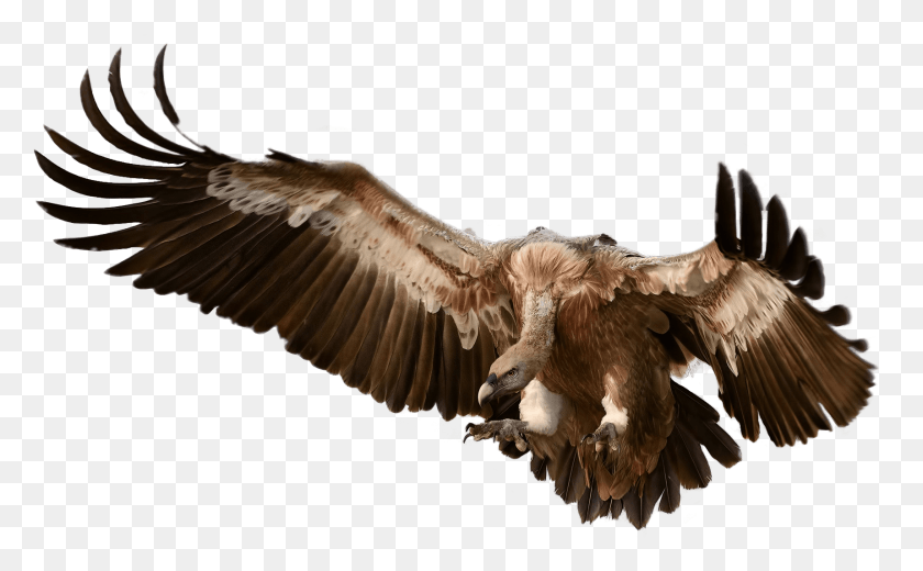1717x1013 Vulture Attacking Its Prey Vulture, Bird, Animal, Condor HD PNG Download