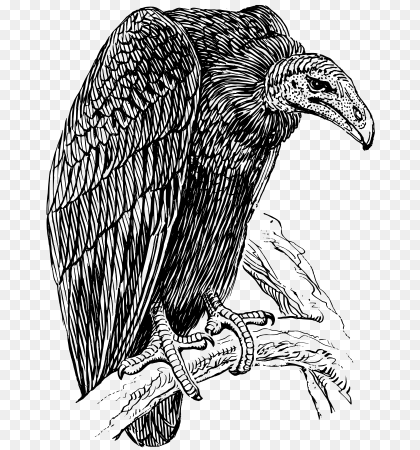 Vulture Clip Arts For Web, Gray Clipart PNG