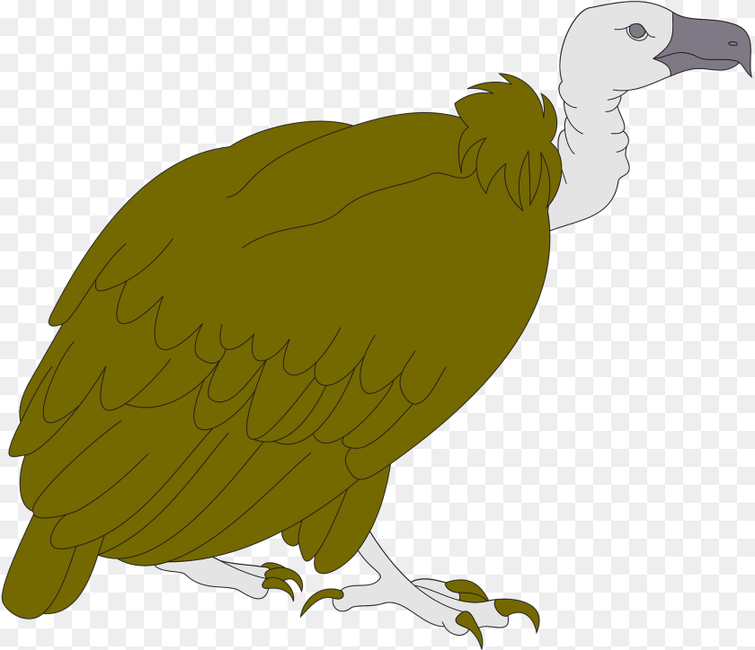 1920x1655 Vulture Clipart, Animal, Bird, Condor, Fish Transparent PNG