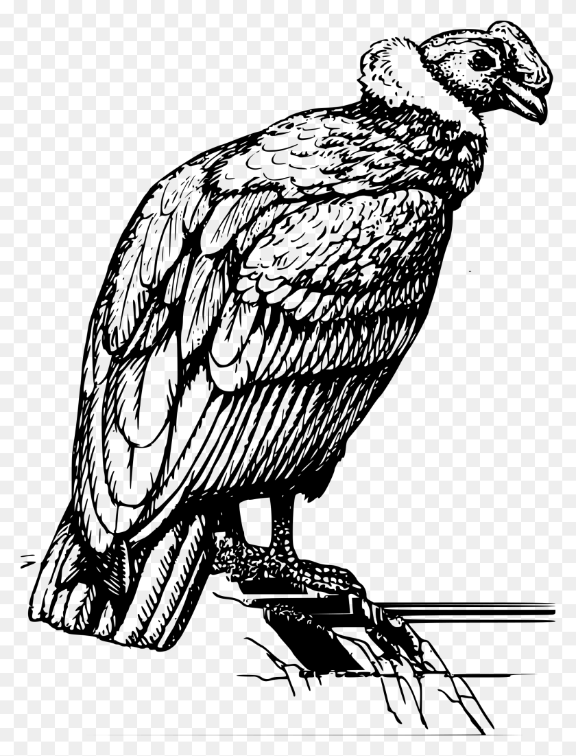 1797x2400 Vulture Condor Clipart Black And White, Gray, World Of Warcraft HD PNG Download