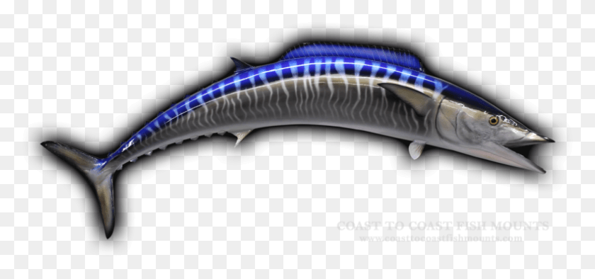 790x339 Wahoo Fish Mount Replica Atlantic Blue Marlin, Animal, Sea Life, Fishing Lure Descargar Hd Png