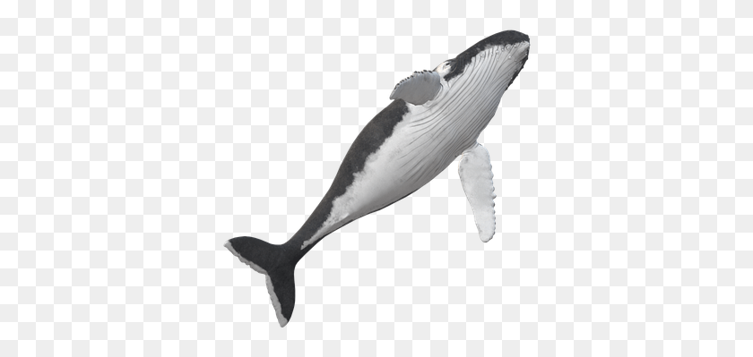 348x339 Wal Humpback Whale Animal Maritime Killer Whale, Fish, Sea Life, Axe HD PNG Download