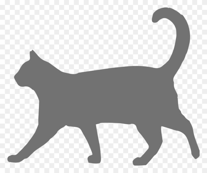 914x750 Walking Black Cat, Animal, Pet, Mammal HD PNG Download