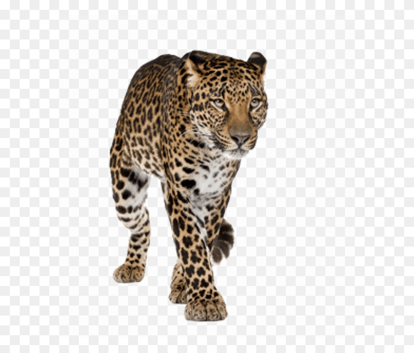 600x656 Descargar Png Tigre Caminando, Leopardo De Amur Png