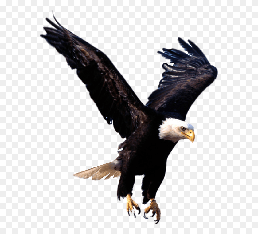 583x700 Wallpaper Eagle, Bird, Animal, Bald Eagle HD PNG Download