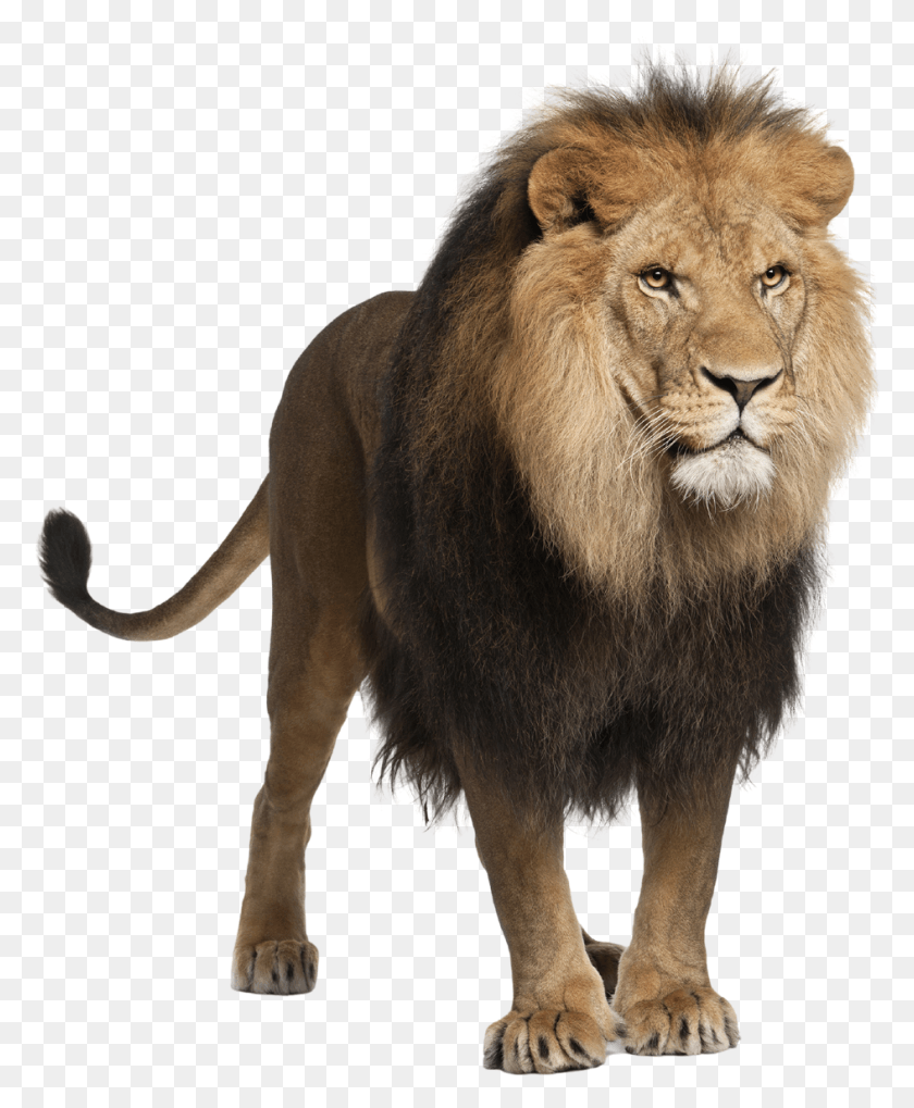 943x1160 Wallpaper Lion Stock, Wildlife, Mammal, Animal HD PNG Download