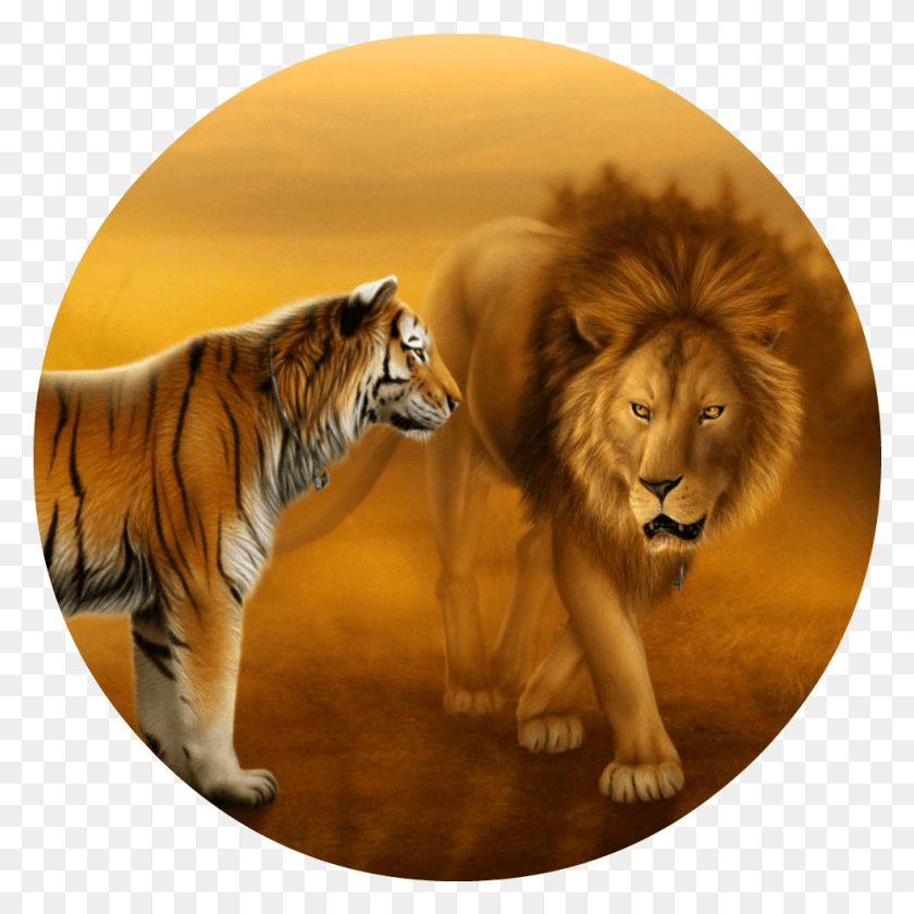 981x981 Wallpapers Of Tigers And Lions Dekstop Wallpaper Lion And Tiger Face To Face, Tiger, Wildlife, Mammal HD PNG Download