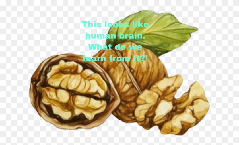 640x448 Walnuts Brain Healthy Freetoedit Obrabotka Akvareli V Fotoshope, Plant, Nut, Vegetable HD PNG Download