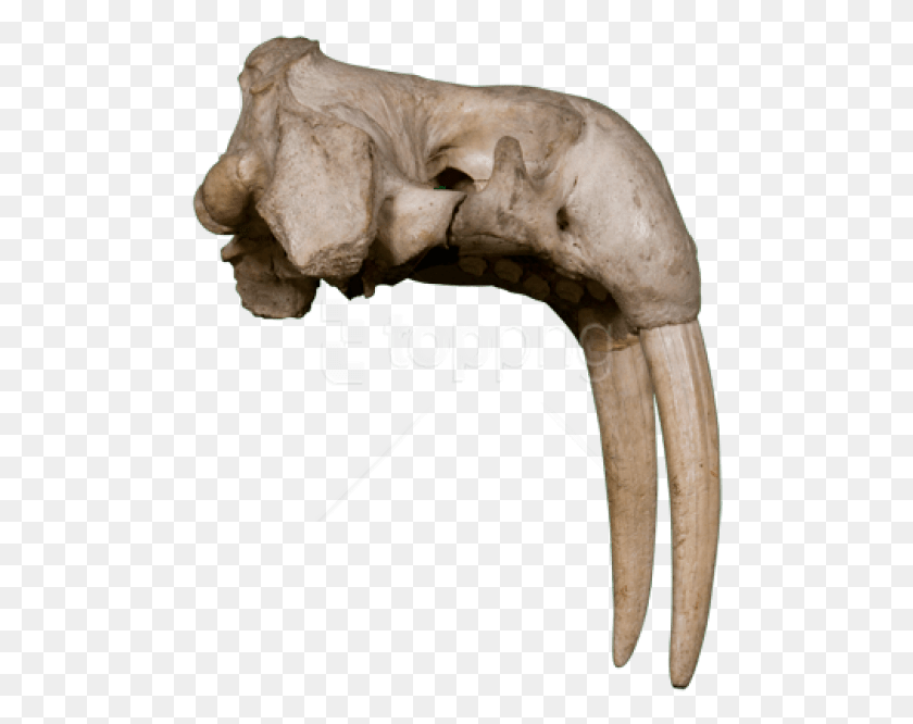 490x606 Walrus Image Images Background Bone, Jaw, Ivory, Fossil Descargar Hd Png