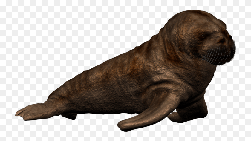 743x412 Walrus Photo, Dog, Pet, Canine HD PNG Download