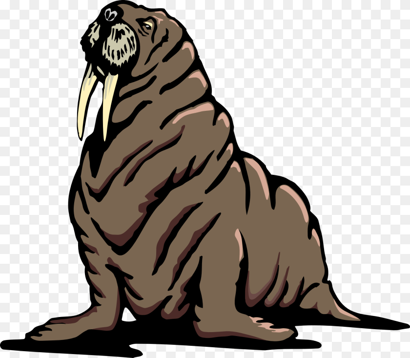 Walrus Transparent Walrus Transparent, Animal, Mammal, Sea Life, Person Clipart PNG