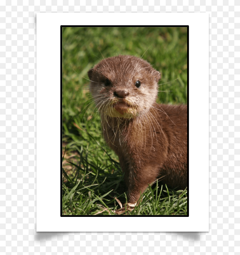 632x830 Want To Test Your Knowledge On Otter Species And Facts Hairy Nosed Otter Baby, Wildlife, Animal, Mammal HD PNG Download