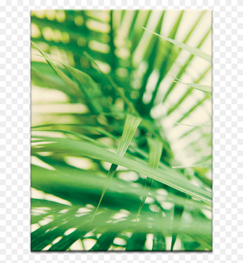 639x849 Warm Fern Canvas Print, Grass, Plant, Vegetation HD PNG Download