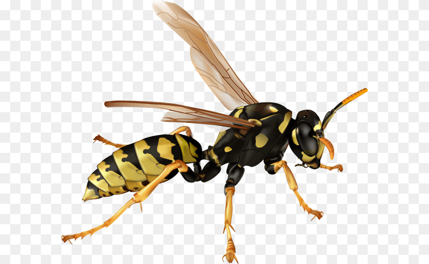 600x518 Wasp, Animal, Bee, Insect, Invertebrate Sticker PNG