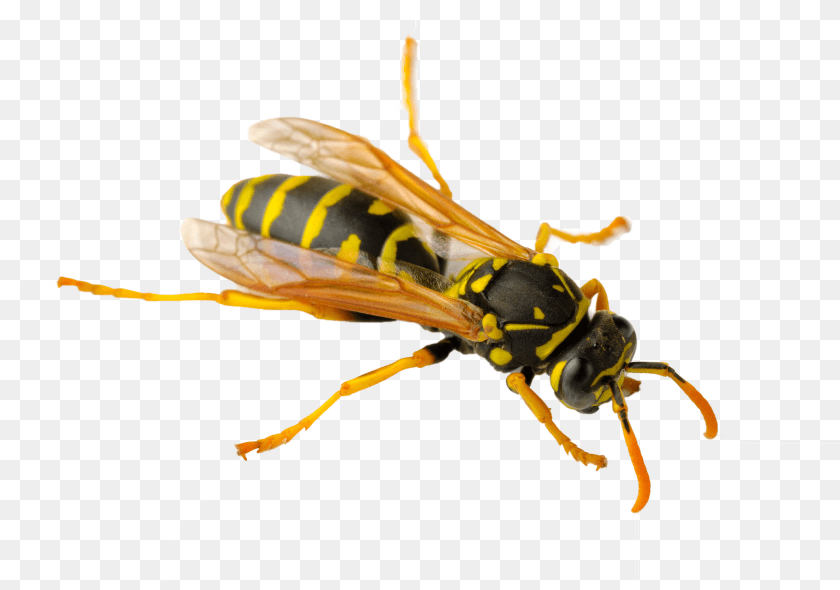 3000x2106 Wasp, Animal, Bee, Insect, Invertebrate Sticker PNG