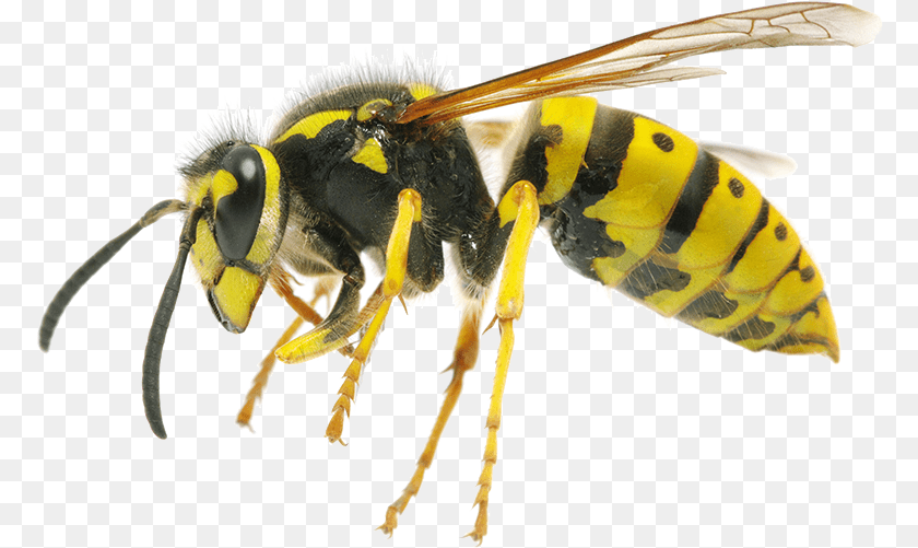 Wasp, Animal, Bee, Insect, Invertebrate Sticker PNG