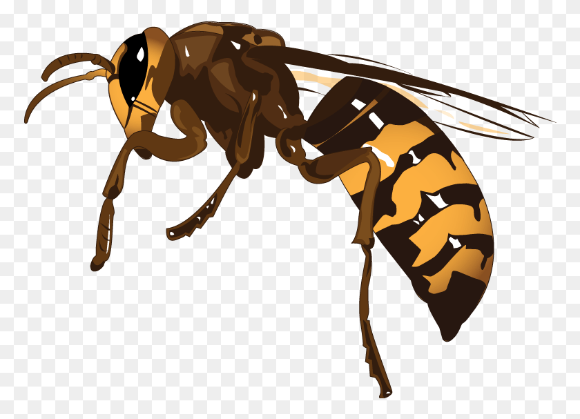 772x547 Wasp Hornet, Insect, Invertebrate, Animal HD PNG Download