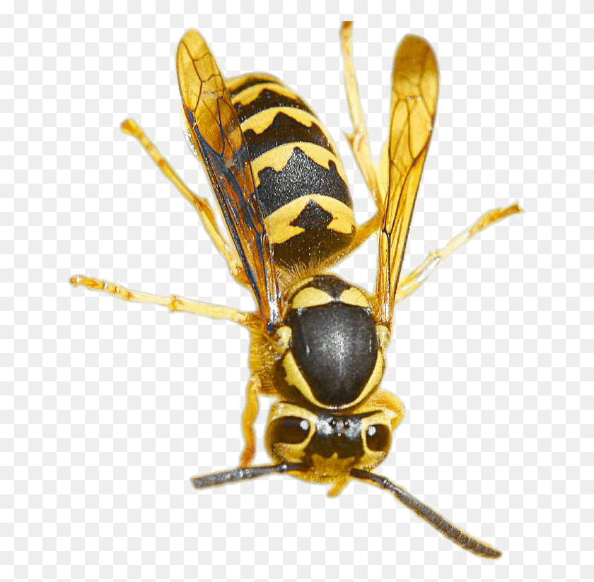 650x764 Wasp Pic True Wasps, Bee, Insect, Invertebrate HD PNG Download