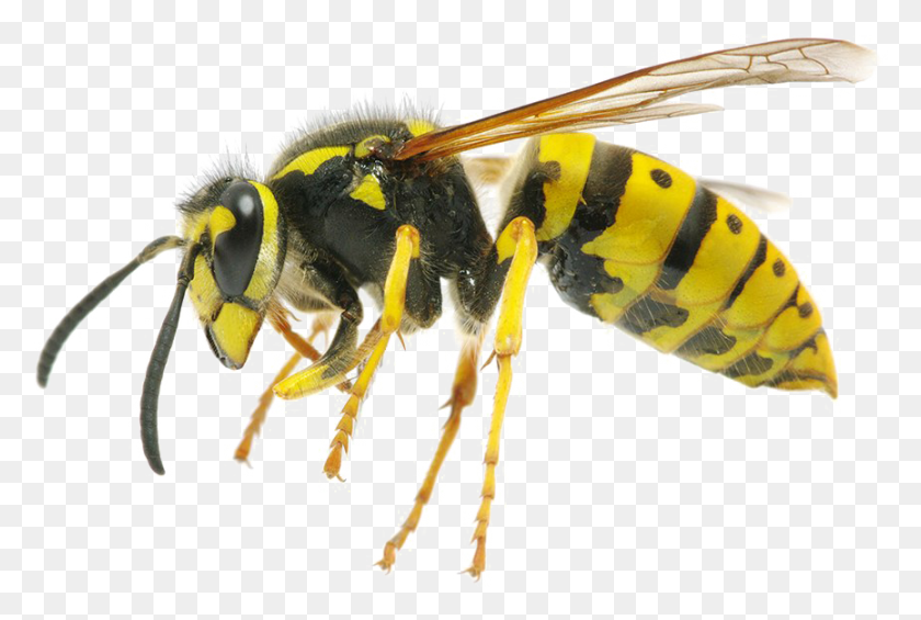 865x561 Wasp Yellow Jacket Wasp, Bee, Insect, Invertebrate HD PNG Download