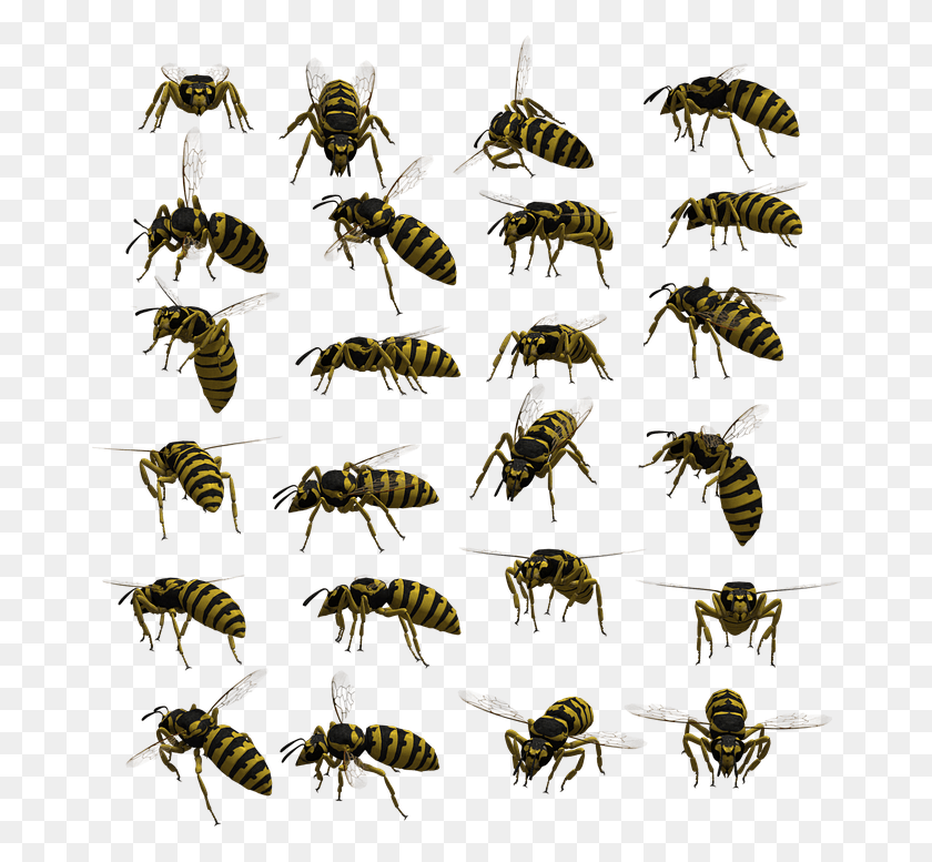 679x717 Wasp Yellowjacket Hornet Insect Bug Isolated Weevil, Bee, Invertebrate, Animal HD PNG Download