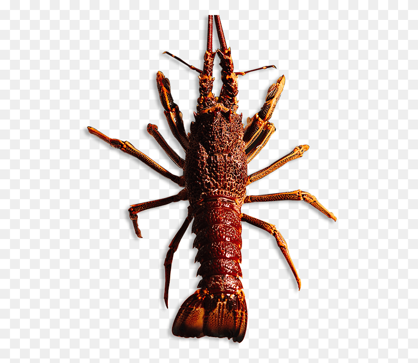 515x669 Watch Our Videos To Learn More About The Rock Lobster Rock Lobster, Seafood, Sea Life, Food HD PNG Download