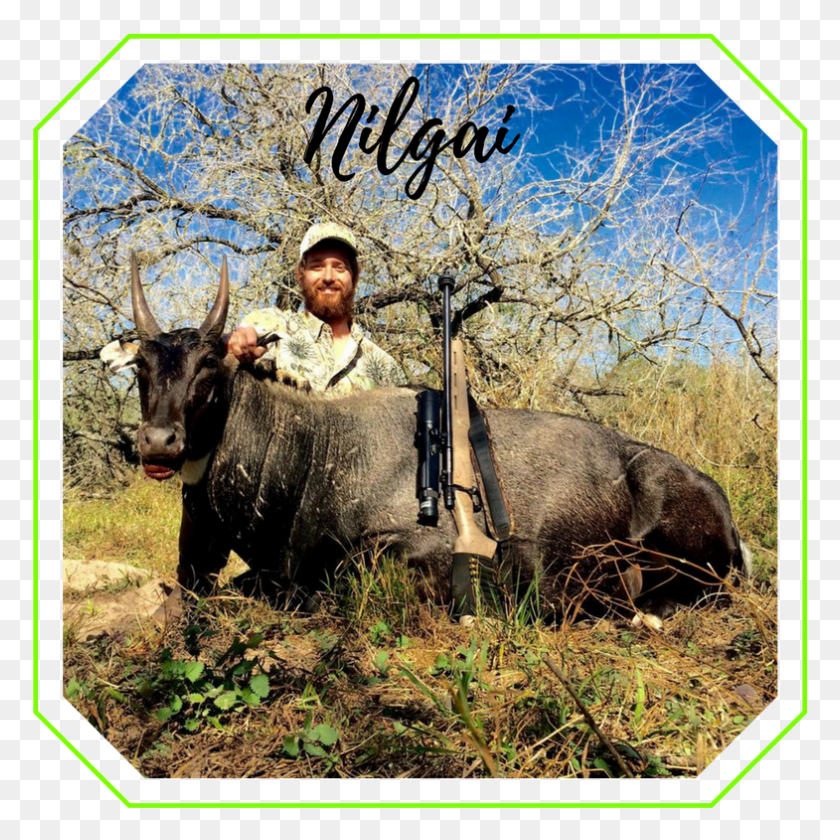 785x785 Water Buffalo, Cow, Cattle, Mammal HD PNG Download