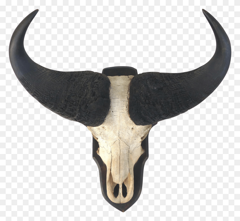 3024x2772 Water Buffalo Skull With Horns Wall Mount Water Buffalo Skull HD PNG Download