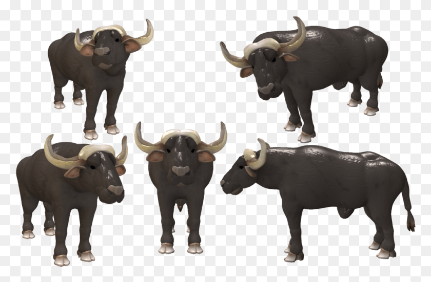1016x640 Water Buffalo Transparent Images Buffalo Creature, Bull, Mammal, Animal HD PNG Download