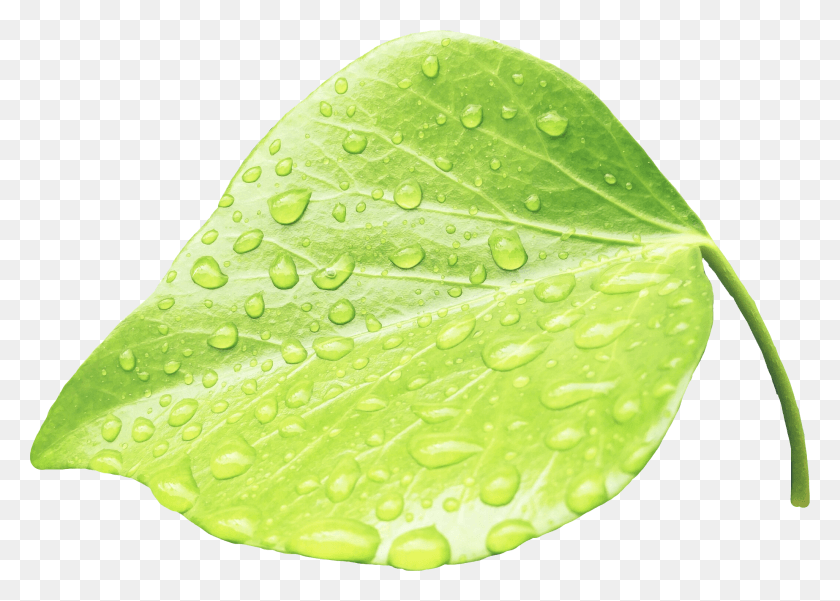 2054x1427 Water Drop Clipart Moisture, Leaf, Plant, Droplet HD PNG Download