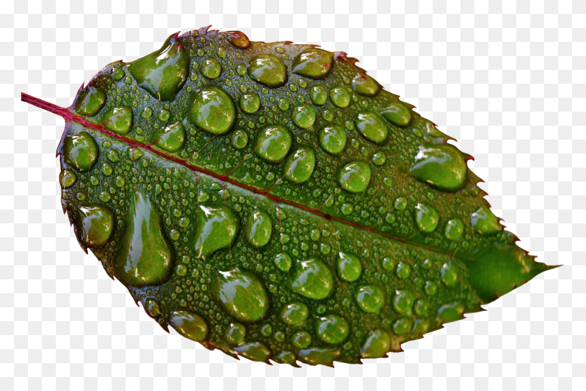 2353x1509 Water Drops On Leaves Image Rain Drop On Lovely Flowers HD PNG Download
