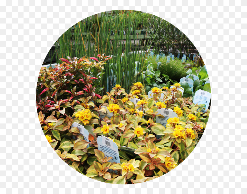 600x600 Водные Садовые Растения Ботанический Сад, Растение, Цветок, Горшечное Растение Hd Png Скачать