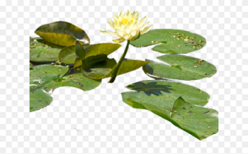 641x462 Water Lilies, Lily, Flower, Plant HD PNG Download