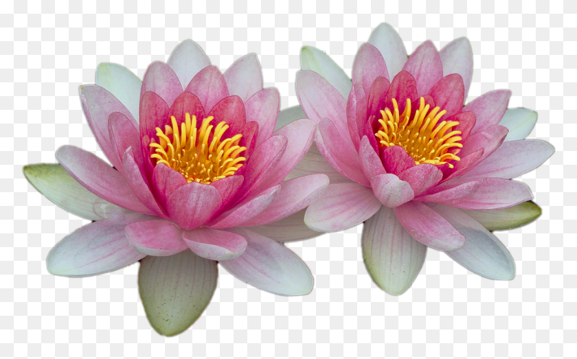 903x537 Water Lilies Pink Pink Water Lily Aquatic Plant Nenufares, Lily, Flower, Blossom HD PNG Download