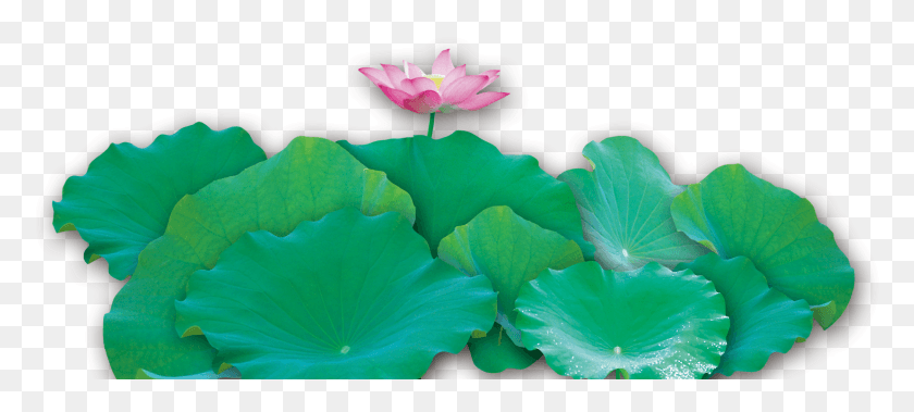 1657x679 Water Lily Clipart Lotus Leaves Sacred Lotus, Plant, Lily, Flower HD PNG Download