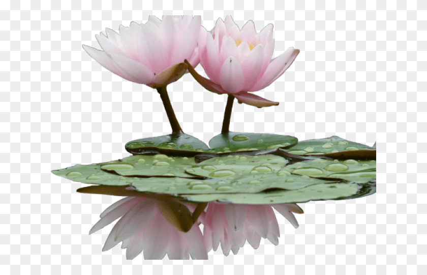 640x480 Water Lily Flower, Lily, Plant, Blossom HD PNG Download