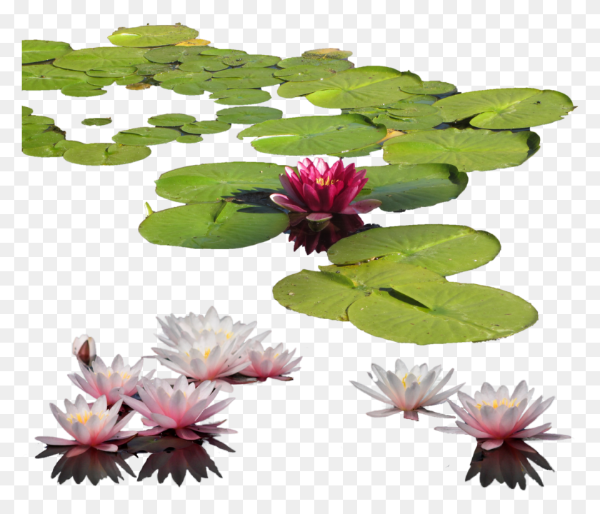 1241x1051 Water Lily Images Transparent Gallery Water Lilies, Plant, Lily, Flower HD PNG Download