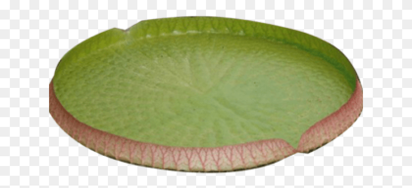 641x325 Water Lily Transparent Images Big Water Lily, Tennis Ball, Tennis, Ball HD PNG Download
