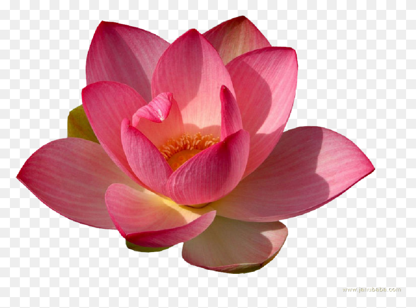 977x705 Water Lily Transparent Lotus Flower Transparent, Plant, Flower, Blossom HD PNG Download