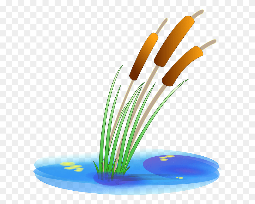 622x612 Water Plants Reed Cartoon Duck Free, Plant, Brush, Tool HD PNG Download